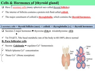 Cells & Hormones
 Have 2 secretary cells (many spherical sacs called thyroid follicles)
 The interior of follicles contains a protein rich fluid called colloid.
 The major constituent of colloid is thyroglobulin, which contains the thyroid hormones.
A. Follicular cells
 Secretes 2 major hormones: thyroxine (T4) & triiodothyronine (T3)

 in T4 &T3, the basal metabolic rate of the body to 60-100% above normal
B. Para follicular cells
 Secrete Calcitonin  regulates Ca2+ homeostasis
 Which plasma Ca2+ concentration
 bone Ca2+ (bone resorption)
78
2 secretary cells thyroid follicles (sacs)  colloid  thyroglobulin [TG]  thyroid hormones
Cells & Hormones of [thyroid gland]
 