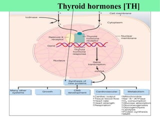 83
Thyroid hormones [TH]
 