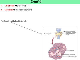 1. Chief cells produce PTH
2. Oxyphilsfunction unknown
Fig. Parathyroid gland & its cells
94
Cont’d
 