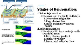 Stages of Rejuvenation:
1.Before Rejuvenation:
1.The river is in the senile (old) stage:
1.Gentle channel gradient
2.Sluggish river flow
3.Broad and shallow alluvial
valleys
2.After Rejuvenation:
1.The river shifts back to the juvenile
(youthful) stage:
1.Steep channel gradient
2.Increased velocity
3.Accelerated valley incision
 