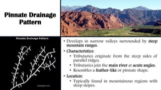 Pinnate Drainage
Pattern
• Develops in narrow valleys surrounded by steep
mountain ranges.
• Characteristics:
• Tributaries originate from the steep sides of
parallel ridges.
• Tributaries join the main river at acute angles.
• Resembles a feather-like or pinnate shape.
• Location:
• Typically found in mountainous regions with
steep slopes.
 