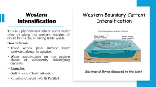 Western
Intensification
This is a phenomenon where ocean water
piles up along the western margins of
ocean basins due to strong trade winds.
How It Forms:
• Trade winds push surface water
westward along the equator.
• Water accumulates on the eastern
shores of continents, intensifying
currents.
• Examples:
• Gulf Stream (North Atlantic).
• Kuroshio Current (North Pacific).
 