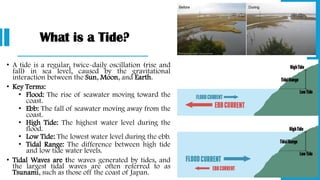 What is a Tide?
• A tide is a regular, twice-daily oscillation (rise and
fall) in sea level, caused by the gravitational
interaction between the Sun, Moon, and Earth.
• Key Terms:
• Flood: The rise of seawater moving toward the
coast.
• Ebb: The fall of seawater moving away from the
coast.
• High Tide: The highest water level during the
flood.
• Low Tide: The lowest water level during the ebb.
• Tidal Range: The difference between high tide
and low tide water levels.
• Tidal Waves are the waves generated by tides, and
the largest tidal waves are often referred to as
Tsunami, such as those off the coast of Japan.
 