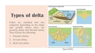 Types of delta
Deltas are classified into two
categories depending on the shape
and growth where there are
growing deltas and blocked deltas.
They include the following:
1. Estuarine deltas,
2. Arcuate deltas,
3. Bird’s foot deltas
 