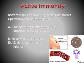  Immune System.pptx