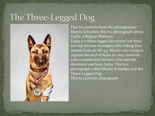 This is a portrait from the photographer
Martin Schoeller, this is a photograph about
Layka, a Belgian Malinois.
Layka is a three-legged decorated war hero,
one leg was lost to surgery after taking four
rounds from an AK-47. Martin was trying to
capture the soul of layka in a key moment,
with a connection between him and the
decorated war hero, layka. This is a
photograph called Martin Schoeller and the
Three-Legged Dog
This is a portrait photograph
 