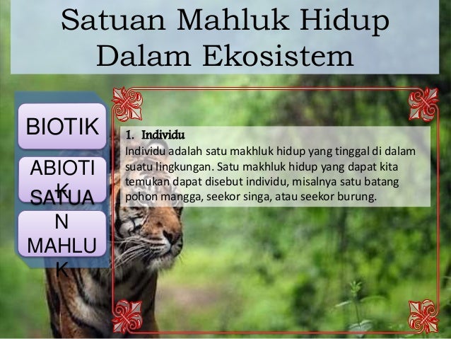 Biologi materi kelas 11 ipa ekosistem bab 9