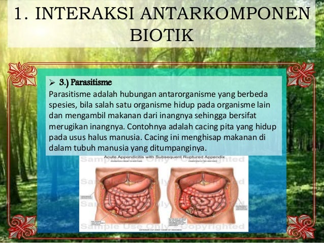 Biologi materi kelas 11 ipa ekosistem bab 9