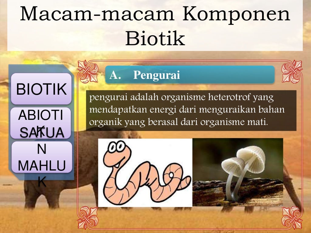biologi materi kelas 11 ipa ekosistem bab 9
