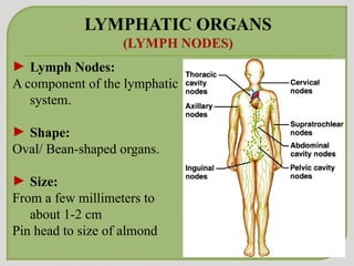 Unit 9 Lymphatic System (1).ppt presentation | PPT