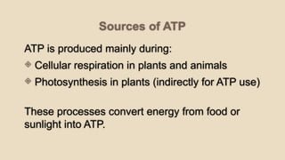 Comprehensive Introduction to Metabolism: Energy, ATP, Photosynthesis ...