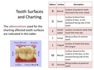 Tooth Surfaces
and Charting
The abbreviations used for the
charting affected tooth surfaces
are indicated in this table:
Abbrev. Surface Description
B Buccal
Surface of posterior teeth
that touch the inner cheek
D Distal
Surface furthest from
midline of face, or the
backward-facing side of the
tooth
F
Facial/
Labial
Surface of anterior teeth that
touch the inner lips
I Incisal
Biting surface of anterior
teeth
L Lingual
Surface of tooth that faces
the tongue
M Mesial
Surface closest to the
midline of the face, or the
forward-facing side of the
tooth
O Occlusal
Biting surface of posterior
teeth
 