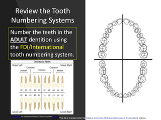 Review the Tooth
Numbering Systems
Number the teeth in the
ADULT dentition using
the FDI/International
tooth numbering system.
This Photo by Unknown Author is licensed under CC BY
 