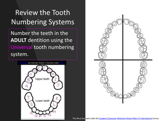 Review the Tooth
Numbering Systems
Number the teeth in the
ADULT dentition using the
Universal tooth numbering
system.
This file is licensed under the Creative Commons Attribution-Share Alike 4.0 International license.
This Photo by Unknown Author is licensed under CC BY
 