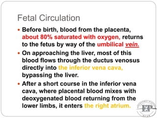 Fetal Circulation
 Before birth, blood from the placenta,
about 80% saturated with oxygen, returns
to the fetus by way of the umbilical vein.
 On approaching the liver, most of this
blood flows through the ductus venosus
directly into the inferior vena cava,
bypassing the liver.
 After a short course in the inferior vena
cava, where placental blood mixes with
deoxygenated blood returning from the
lower limbs, it enters the right atrium.
 
