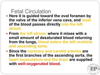 Fetal Circulation
 Here it is guided toward the oval foramen by
the valve of the inferior vena cava, and most
of the blood passes directly into the left
atrium.
 From the left atrium, where it mixes with a
small amount of desaturated blood returning
from the lungs, blood enters the left ventricle
and ascending aorta.
 Since the coronary and carotid arteries are
the first branches of the ascending aorta, the
heart musculature and the brain are supplied
with well-oxygenated blood.
 