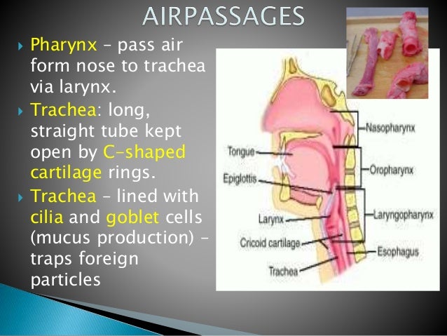 Respiratory system and gas exchange