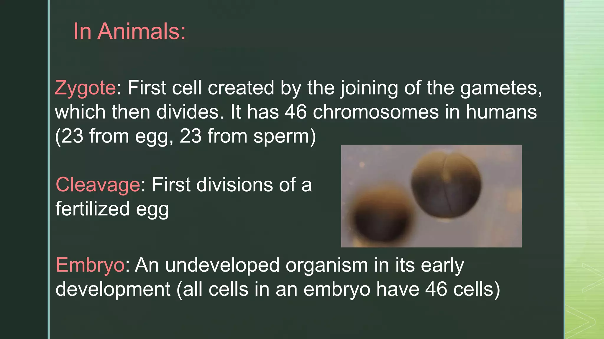 z
In Animals:
Zygote: First cell created by the joining of the gametes,
which then divides. It has 46 chromosomes in humans
(23 from egg, 23 from sperm)
Cleavage: First divisions of a
fertilized egg
Embryo: An undeveloped organism in its early
development (all cells in an embryo have 46 cells)
 