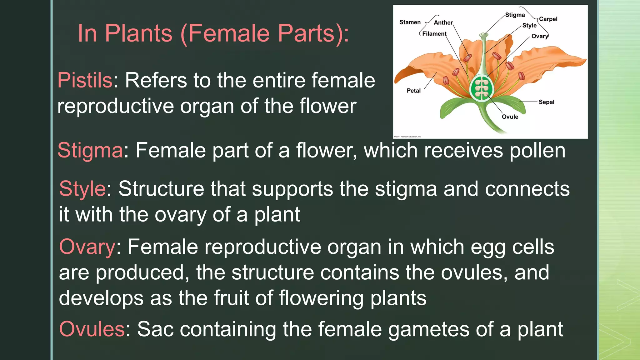 z
In Plants (Female Parts):
Pistils: Refers to the entire female
reproductive organ of the flower
Stigma: Female part of a flower, which receives pollen
Style: Structure that supports the stigma and connects
it with the ovary of a plant
Ovary: Female reproductive organ in which egg cells
are produced, the structure contains the ovules, and
develops as the fruit of flowering plants
Ovules: Sac containing the female gametes of a plant
 