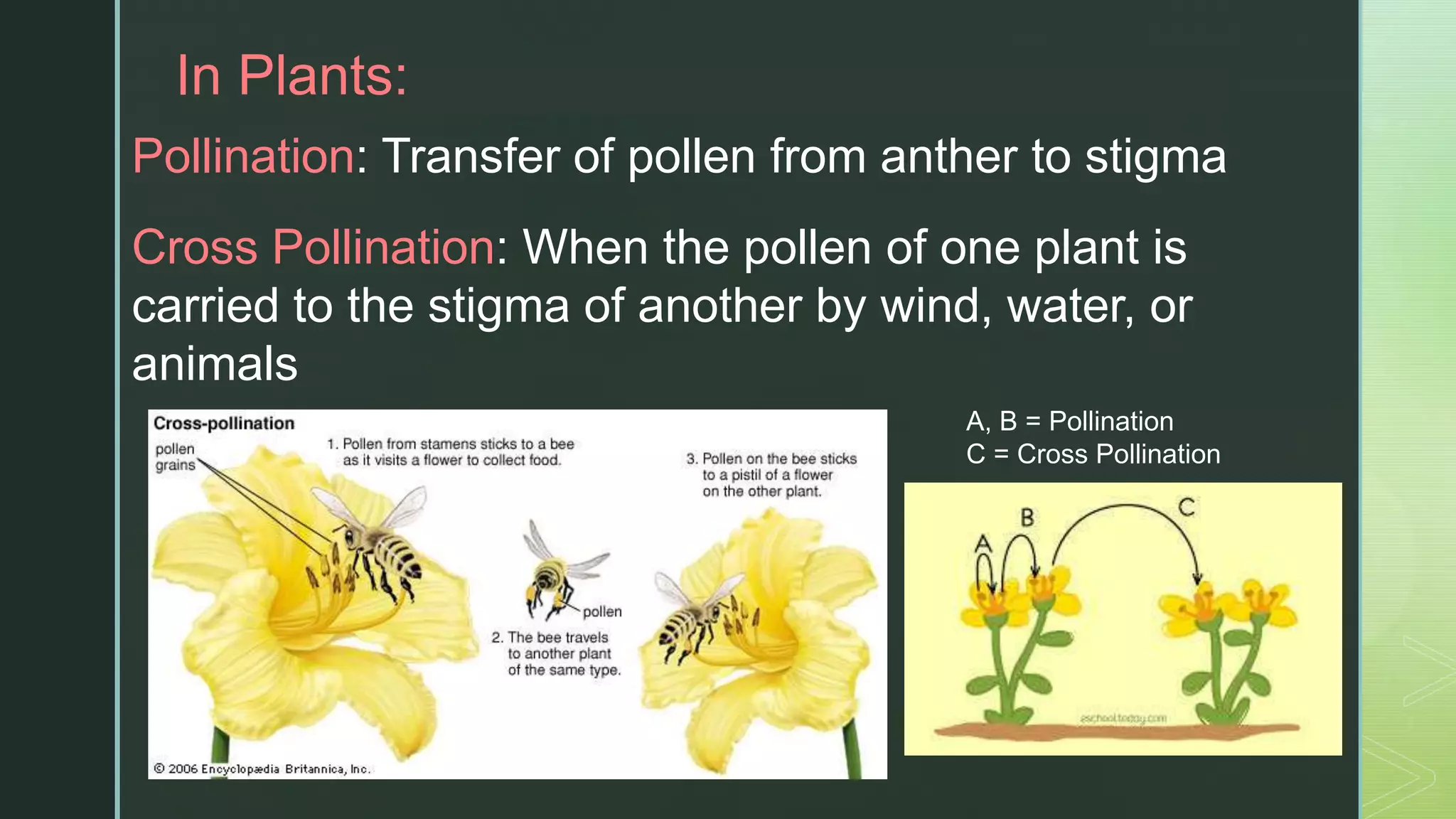 z
In Plants:
Pollination: Transfer of pollen from anther to stigma
Cross Pollination: When the pollen of one plant is
carried to the stigma of another by wind, water, or
animals
A, B = Pollination
C = Cross Pollination
 