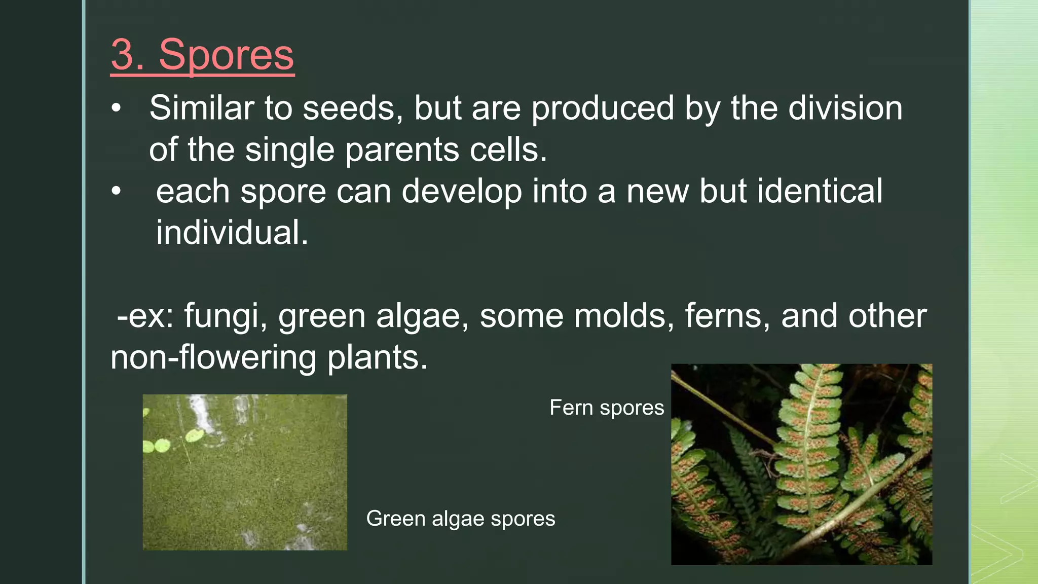 z3. Spores
• Similar to seeds, but are produced by the division
of ​the single parents cells.
• each spore can develop into a new but identical
individual.
-ex: fungi, green algae, some molds, ferns, and other
non-flowering plants.
Fern spores
Green algae spores
 