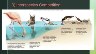z3) Interspecies Competition
 