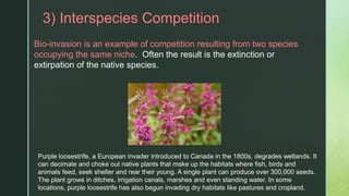 z3) Interspecies Competition
Bio-invasion is an example of competition resulting from two species
occupying the same niche. Often the result is the extinction or
extirpation of the native species.
Purple loosestrife, a European invader introduced to Canada in the 1800s, degrades wetlands. It
can decimate and choke out native plants that make up the habitats where fish, birds and
animals feed, seek shelter and rear their young. A single plant can produce over 300,000 seeds.
The plant grows in ditches, irrigation canals, marshes and even standing water. In some
locations, purple loosestrife has also begun invading dry habitats like pastures and cropland.
 