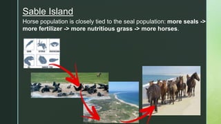 zSable Island
Horse population is closely tied to the seal population: more seals ->
more fertilizer -> more nutritious grass -> more horses.
 
