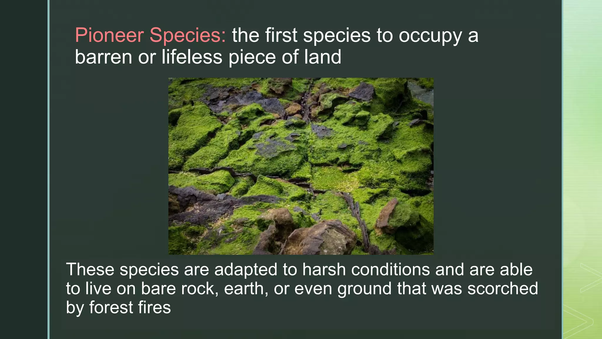 zPioneer ​Species: the ​first species to ​occupy a
barren or ​lifeless piece of ​land
These species are adapted to harsh conditions ​and are able
to live on bare rock, earth, or even ​ground that was scorched
by forest fires
 