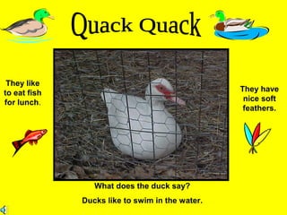 What does the duck say?
Ducks like to swim in the water.
They like
to eat fish
for lunch.
They have
nice soft
feathers.
 