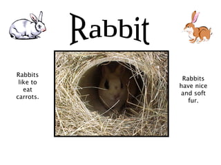 Rabbits
like to
eat
carrots.
Rabbits
have nice
and soft
fur.
 