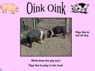 What does the pig say?
Pigs like to play in the mud.
Pigs like to
eat all day.
 