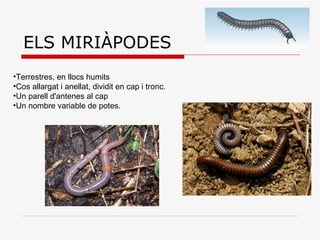 ELS MIRIÀPODES Terrestres, en llocs humits  Cos allargat i anellat, dividit en cap i tronc.  Un parell d'antenes al cap  Un nombre variable de potes.  