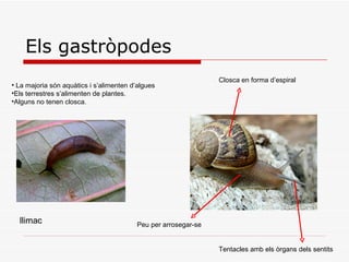 Els gastròpodes Closca en forma d’espiral Peu per arrosegar-se Tentacles amb els òrgans dels sentits La majoria són aquàtics i s’alimenten d’algues Els terrestres s’alimenten de plantes. Alguns no tenen closca. llimac 