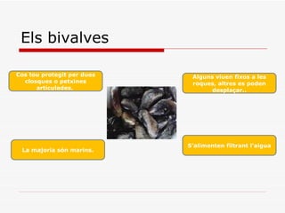 Els bivalves Cos tou protegit per dues closques o petxines articulades.  La majoria són marins. Alguns viuen fixos a les roques, altres es poden desplaçar.. S’alimenten filtrant l’aigua 