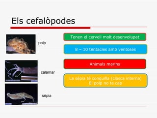 Els cefalòpodes polp calamar sèpia Tenen el cervell molt desenvolupat 8 – 10 tentacles amb ventoses Animals marins La sèpia té conquilla (closca interna) El polp no te cap 