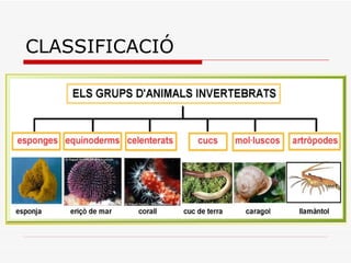 CLASSIFICACIÓ 