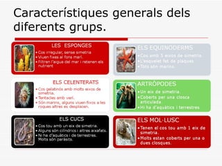 Característiques generals dels diferents grups.  