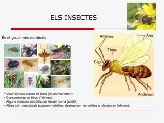 ELS INSECTES És el grup més nombrós Viuen en tota classe de llocs (no en mar obert). Consumeixen tot tipus d’aliment. Alguns insectes són útils per l’esser humà (abella) Altres són perjudicials (causen malalties, destrueixen les collites o  deterioren l’aliment. 