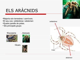 ELS ARÀCNIDS Majoria són terrestres i carnívors.  El seu cos: cefalotòrax i abdomen  Quatre parells de potes.  Els principals grups:  Escorpins  . Aranyes Àcars  cefalotòrax abdomen 