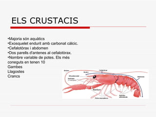 ELS CRUSTACIS Majoria són aquàtics  Exosquelet endurit amb carbonat càlcic.  Cefalotòrax i abdomen  Dos parells d'antenes al cefalotòrax.  Nombre variable de potes. Els més coneguts en tenen 10 Gambes  Llagostes  Crancs  