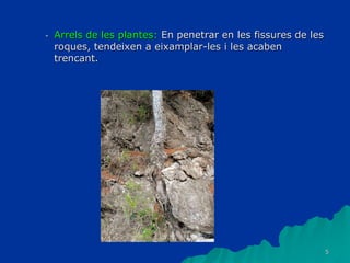 5
- Arrels de les plantes: En penetrar en les fissures de les
roques, tendeixen a eixamplar-les i les acaben
trencant.
 