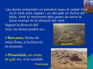 Les dunes presenten un pendent suau al costat d’on
ve el vent amb ripples i un abrupte en forma de
talús. Amb el moviment dels grans de sorra la
duna avança en la direcció del vent.
Segons la direcció del
vent, les dunes poden ser:
Barcanes, forma de
mitja lluna, si la direcció
és constant.
Piramidals, en cresta
de gall, etc, si és variable.
Barcanes
Piramidals
 