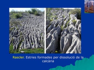 Rascler. Estries formades per dissolució de la
calcària
 