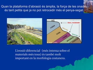 Quan la plataforma d’abrasió és àmplia, la força de les onades
és tant petita que ja no pot retrocedir més el penya-segat.
L’erosió diferencial (més intensa sobre el
materials més tous) és també molt
important en la morfologia costanera.
 