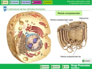 L'estructura de les cèl·lules humanes Reticle endoplasmàtic Reticle endoplasmàtic llis Reticle endoplasmàtic rugós Ribosomes INICI ESQUEMA RECURSOS INTERNET ACTIVITAT ENRERE 