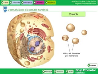 L'estructura de les cèl·lules humanes Vacúols Vesícules formades per membrana INICI ESQUEMA RECURSOS INTERNET ACTIVITAT ENRERE 