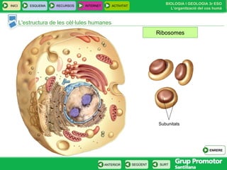 L'estructura de les cèl·lules humanes Ribosomes Subunitats INICI ESQUEMA RECURSOS INTERNET ACTIVITAT ENRERE 