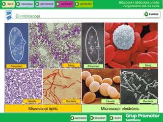 Microscopi electrònic Microscopi òptic El microscopi Parameci Parameci Sang Sang Bacteris Bacteris Llevats Llevats INICI ESQUEMA RECURSOS INTERNET ACTIVITAT ENRERE 