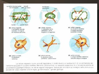 2. Les biomolècules 